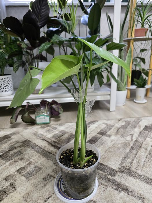Монстера,2 роста в горшке.
