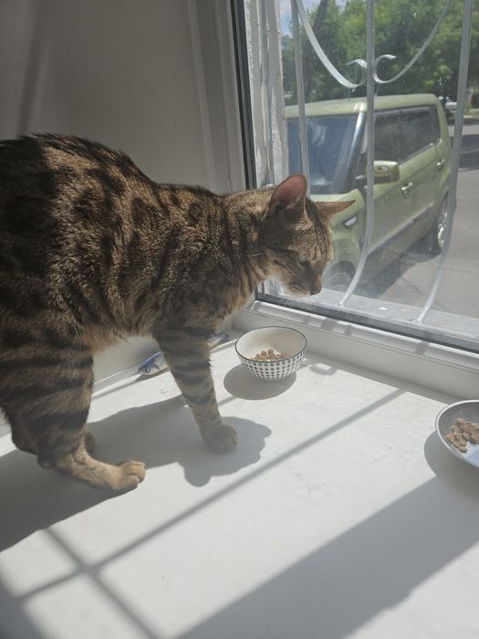 Отдам бенгальского кота