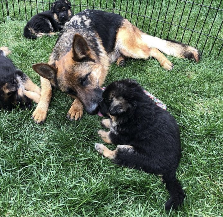 Щенки немца чистые рабочие