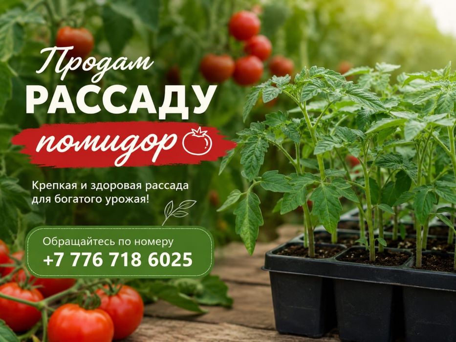 Рассада продам 100