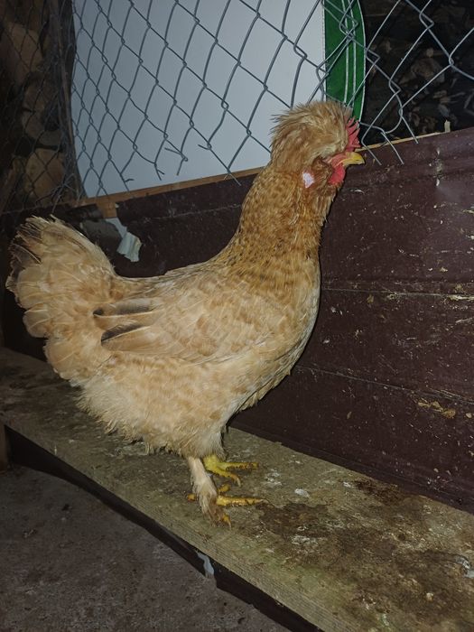 Găini moțate încălțate, familie 5+1