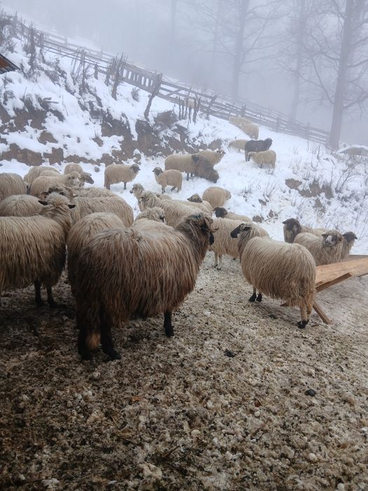 Vând oi țurcane.