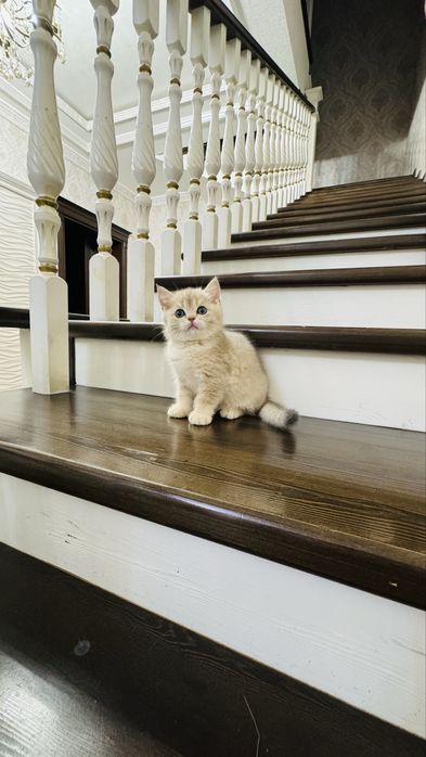 Продаётся чистокровный котята серебристый шиншилла