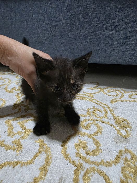 Котята отдам в хорошие руки
