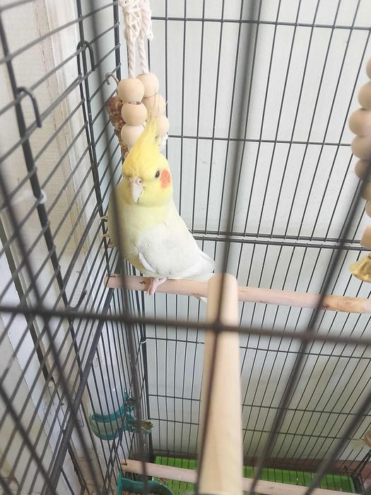Продаëтся Папугай Корелла , с клеткой вместе.