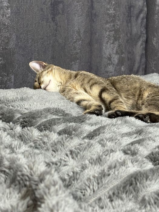 котенок-мальчик, бесплатно