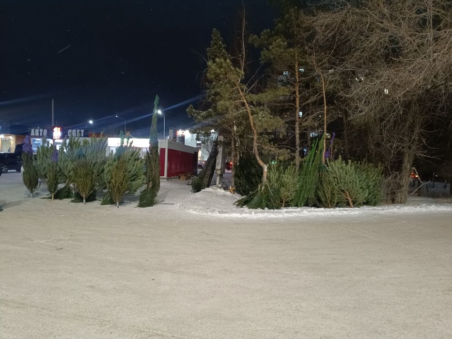 Ёлки ,Сона ,ель,пихта,новогодние