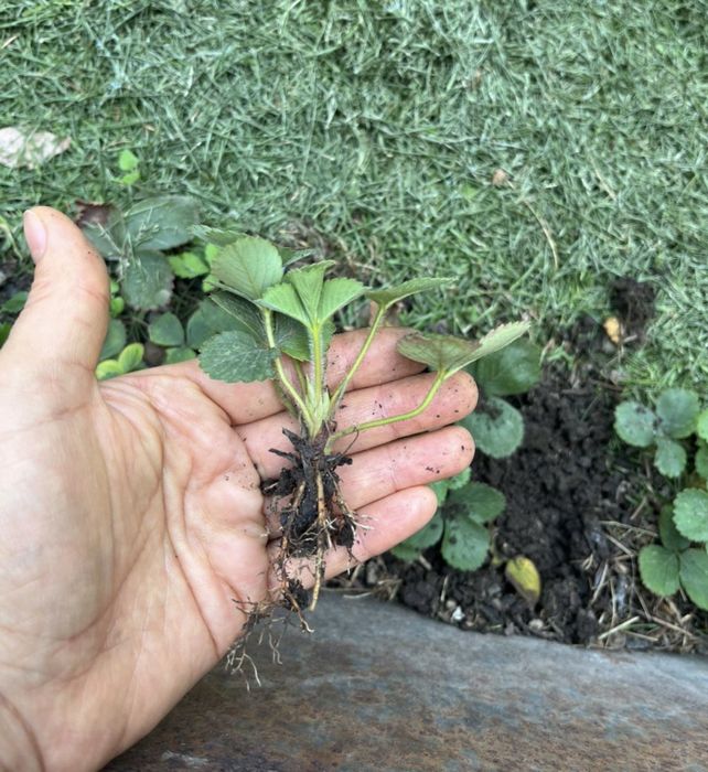 Клубника рассада