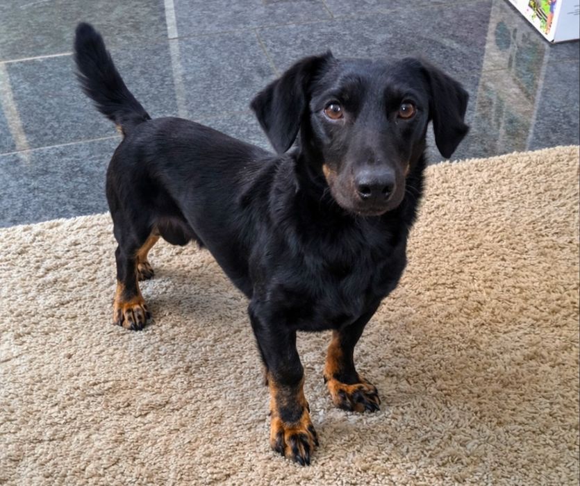 Молодой кобель таксы ищет семью