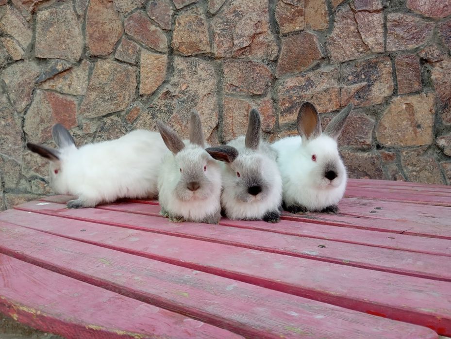 Kaliforniya quyonlari