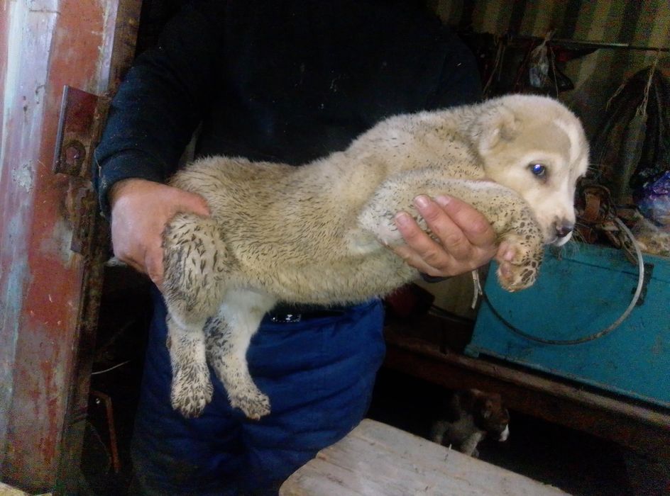 Продаются щенки мойнака  внуки