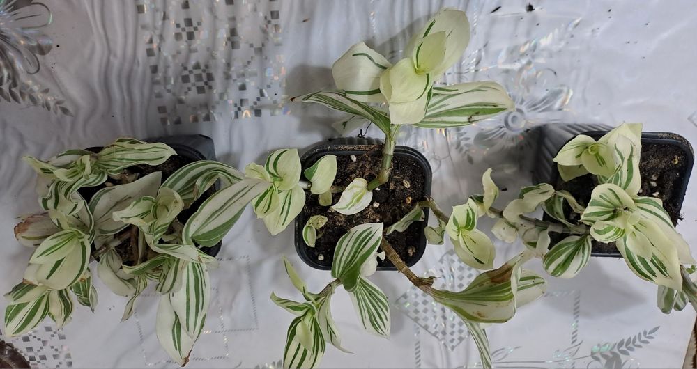 Продам комнатные цветы