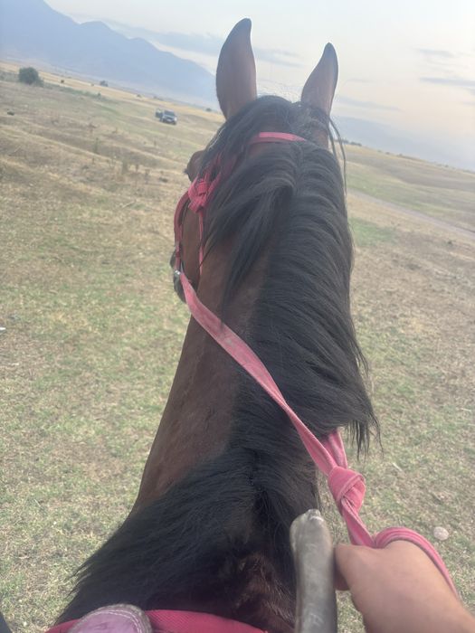 Айгыр молодой красивый