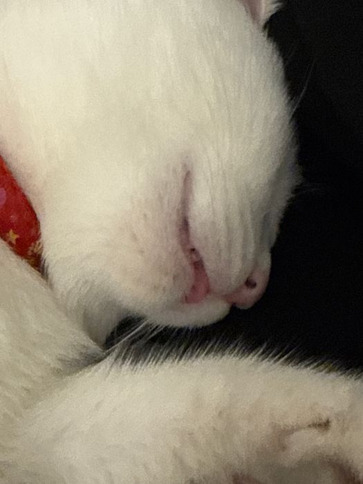 Отдам даром в хорошие руки