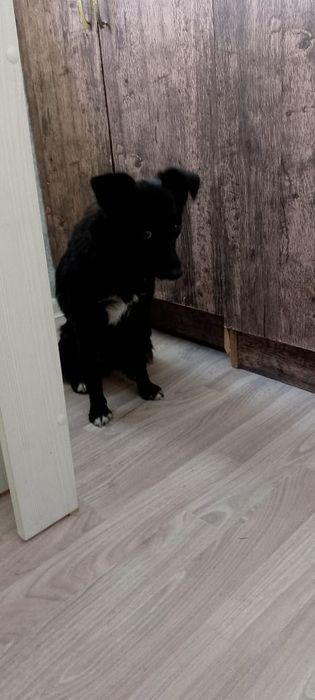 Отдам в добрые руки