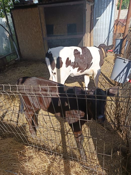 2 vițele de vanzare