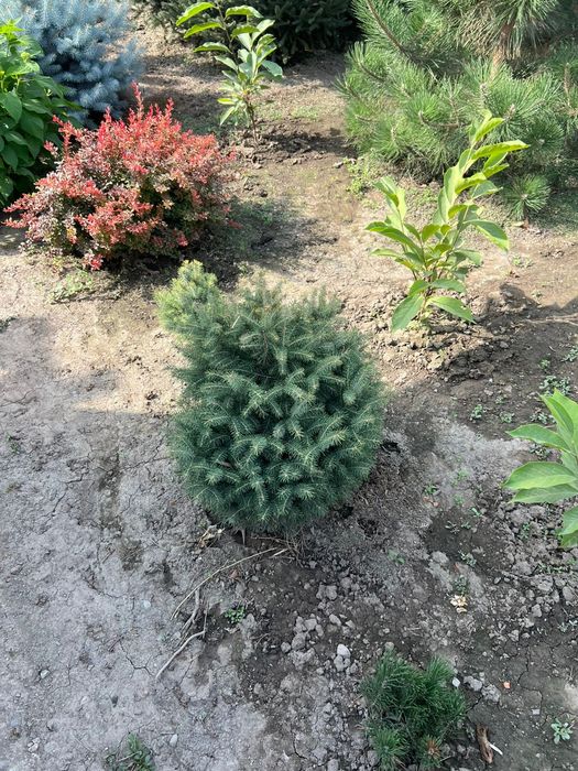 Продам елки, туи , цветы