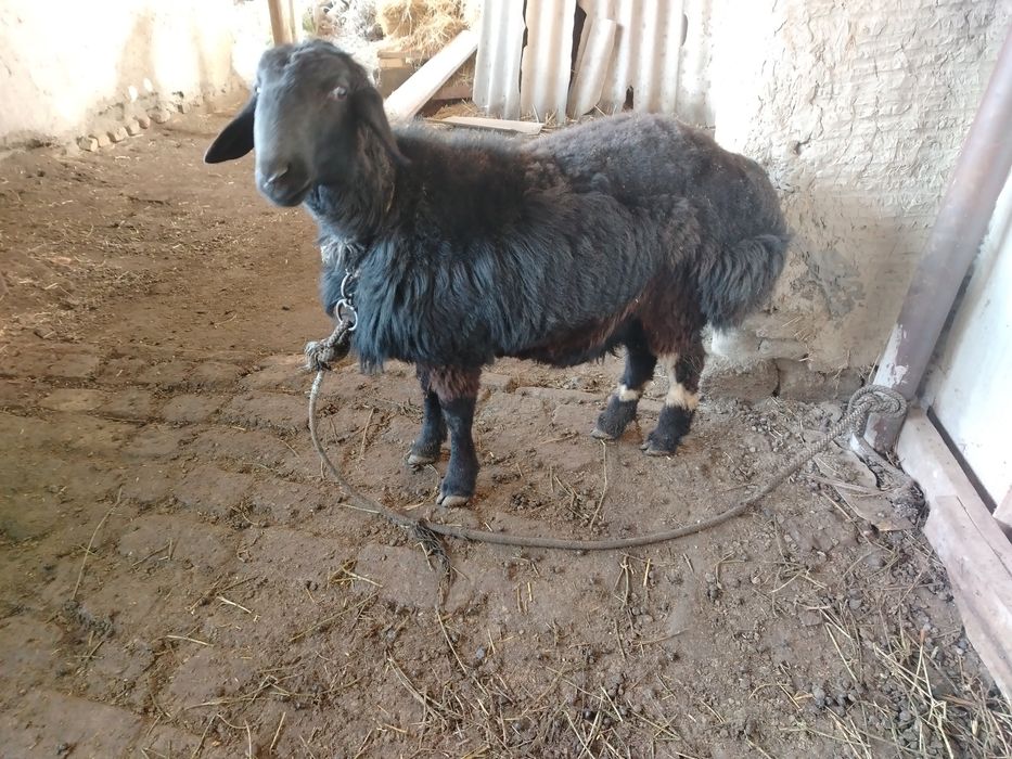 Qo'chqor qo'zi sotiladi