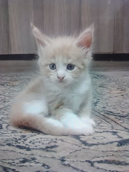 Мейн Кун продам.