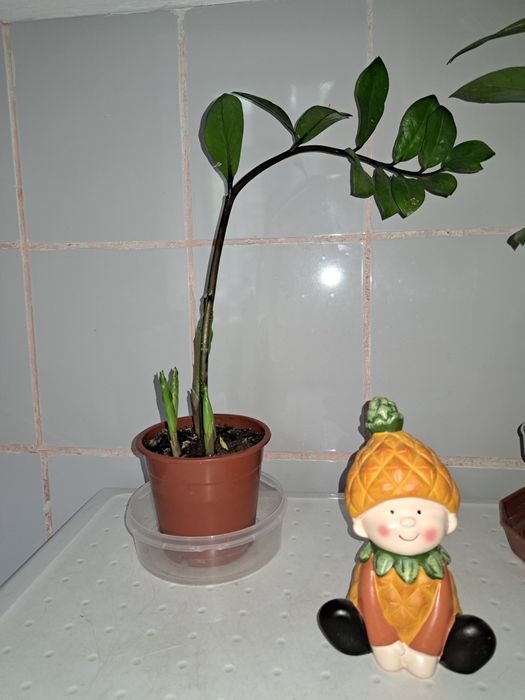 Комнотные растения ЗАМИОКУЛЬКАС