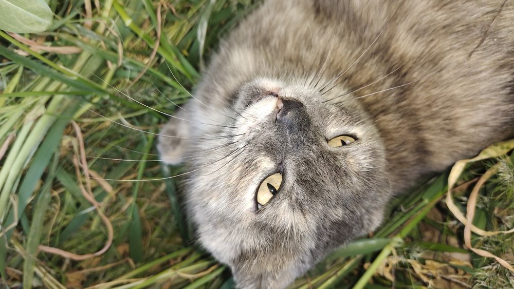 Мышегонная кошка Срочна