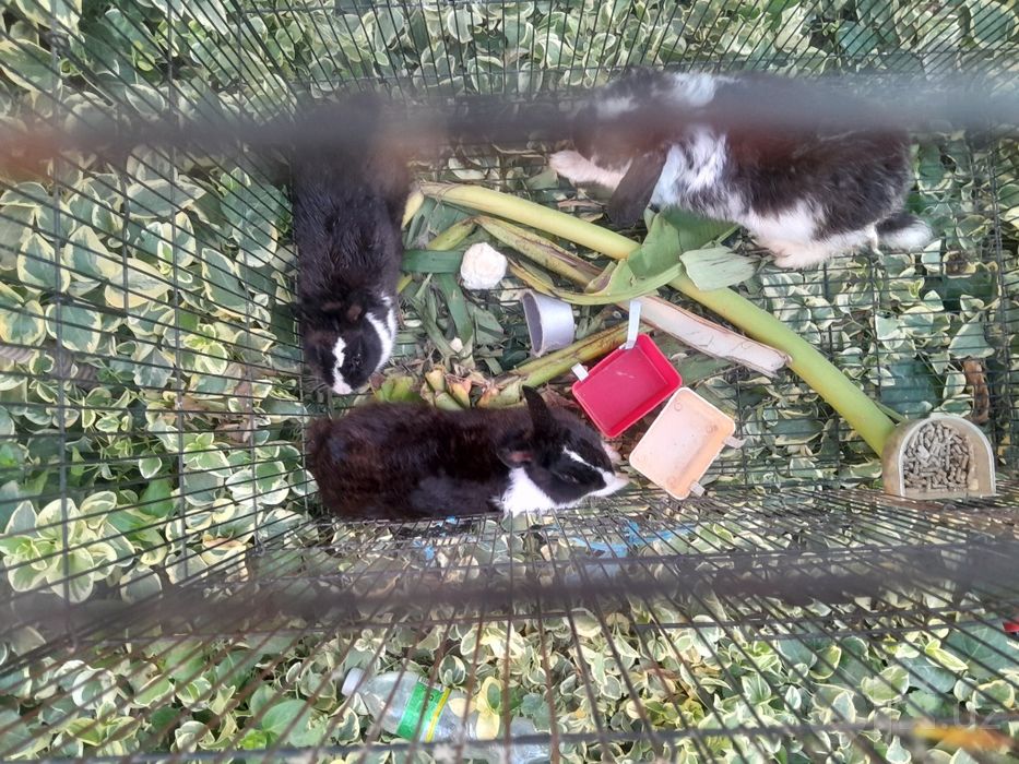 Quyon panda 4ta 1ta baran sotiladi srochna