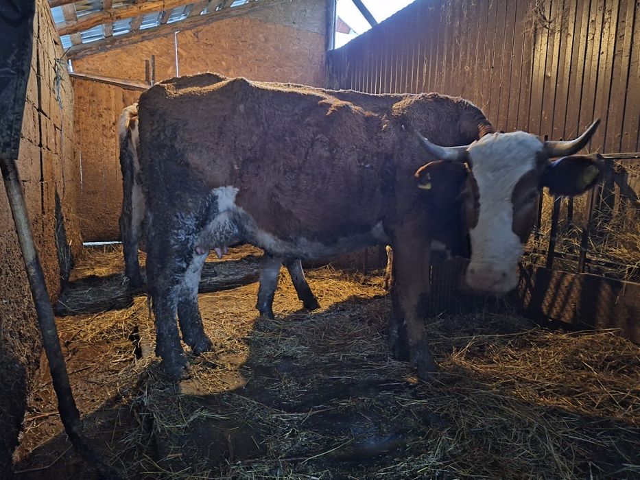 Vaca baltata romaneasca