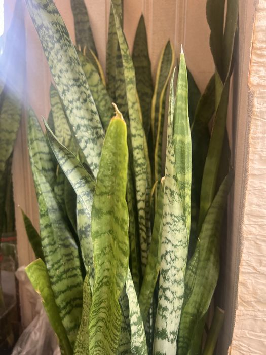 Продам отростки сансесверии.