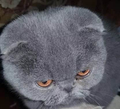 Породистые кошки