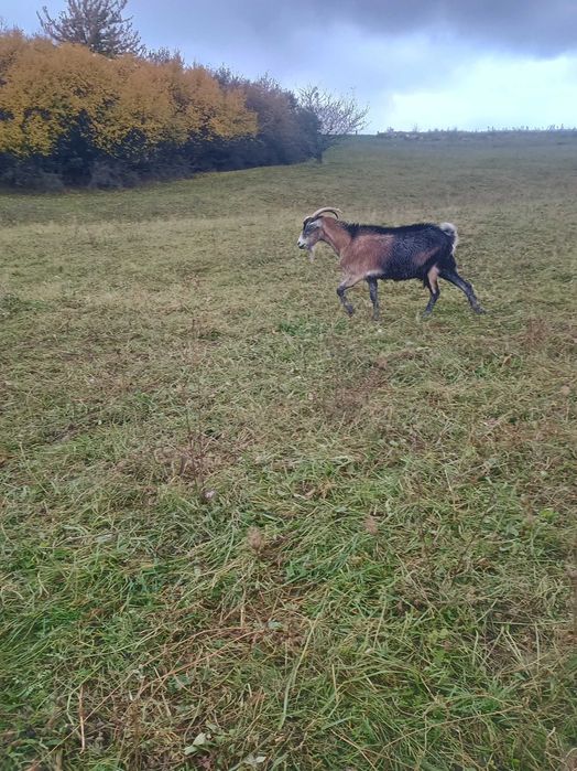 Vând 4 capre și un țap