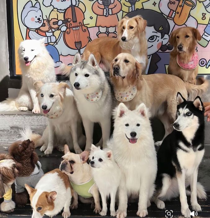 Коррекция поведения собак