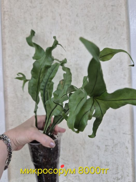 Папоротники сортовые