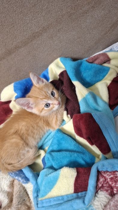 Срочно Отдам в Дар котят