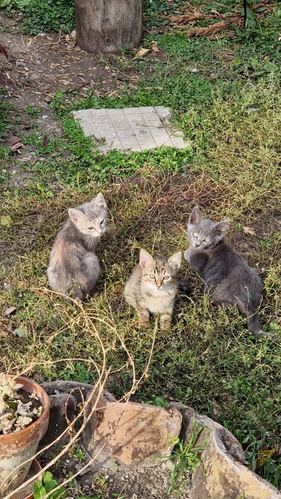 Подарявам котенца