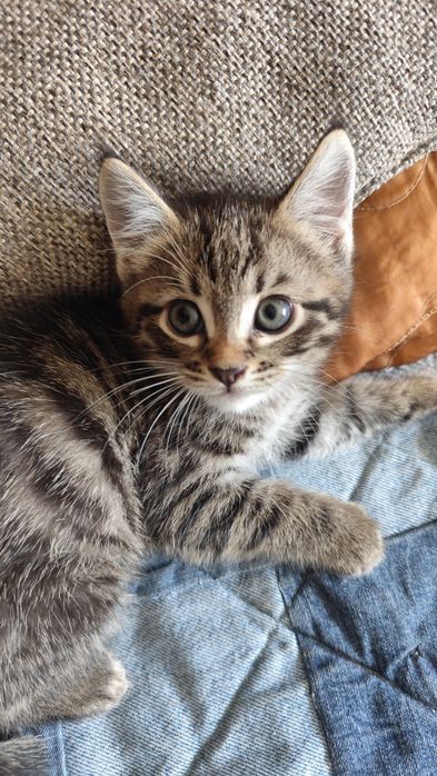 Домашние котятки