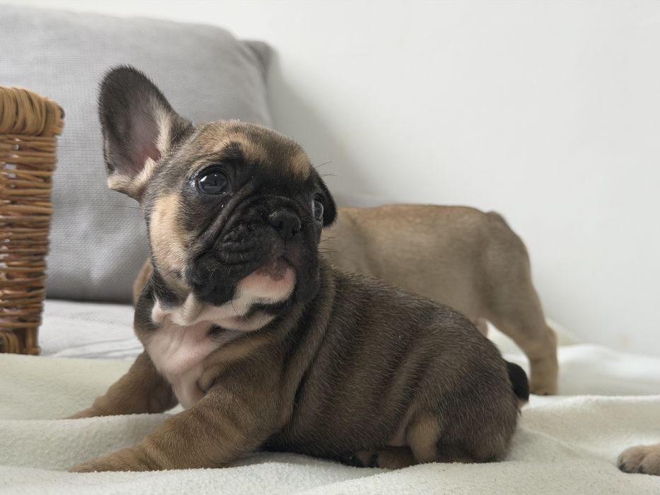 Френски булдог-кученца