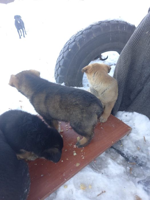 Кутятки девочки и мальчики