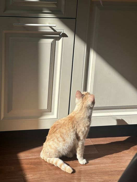 кошка бесплатно