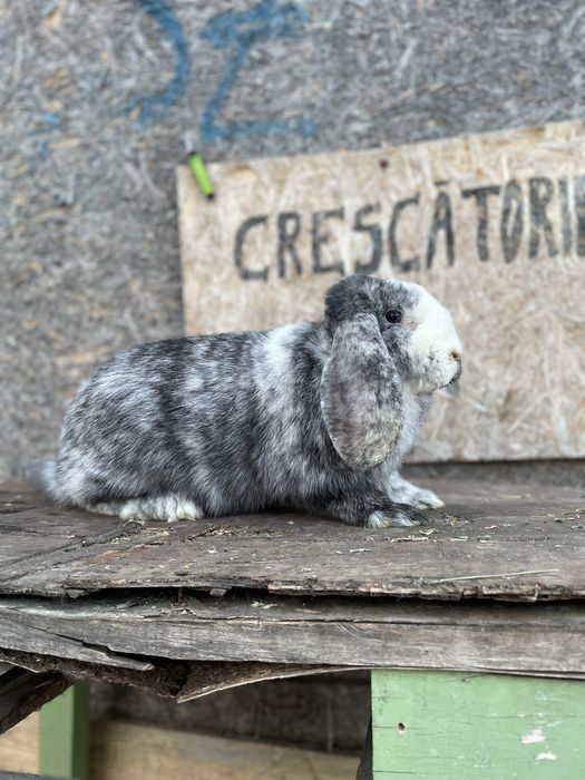 Femelă berbec german