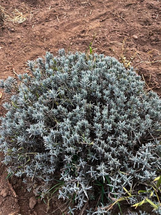 Vând floare uscata de lavanda,Ulei de lavanda