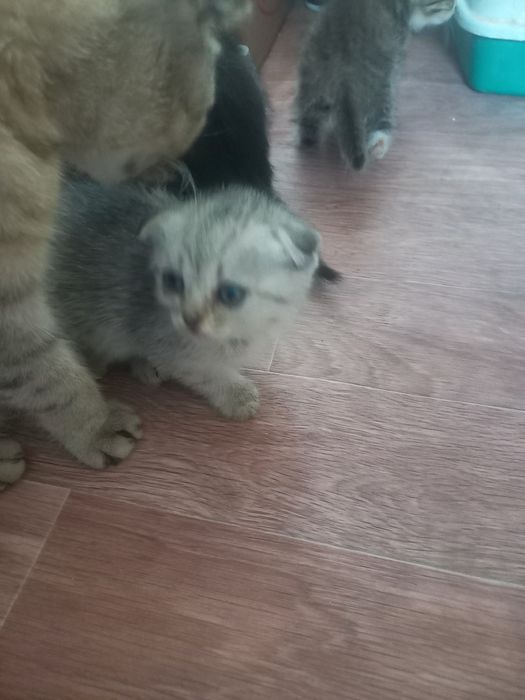 Отдам котят в добрые руки