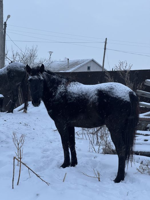 Кобыла жеребая за 650.000