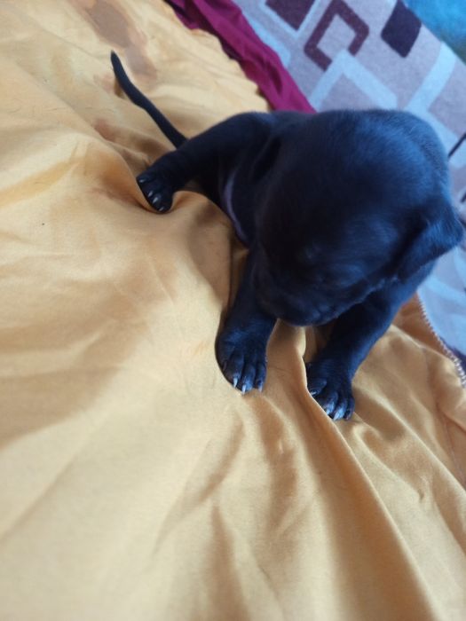 Продам Щенков питбули