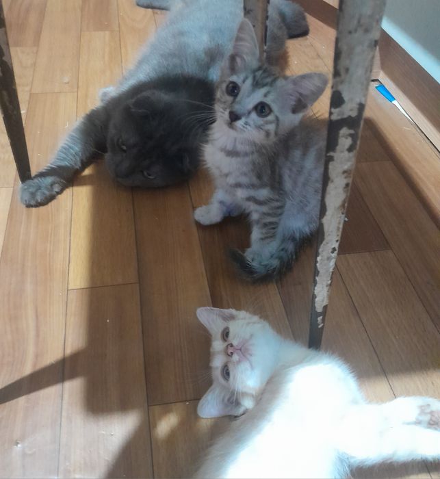 Одна девочка два мальчика Котята