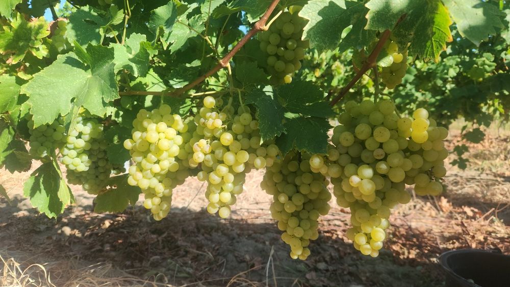 Struguri de vin și de masă din podgoriile proprii