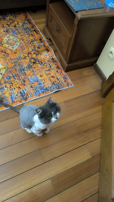 Кот-подросток, мальчик, привит и кастрирован