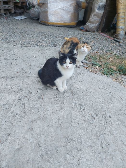 Отдам котёнка в хорошие руки