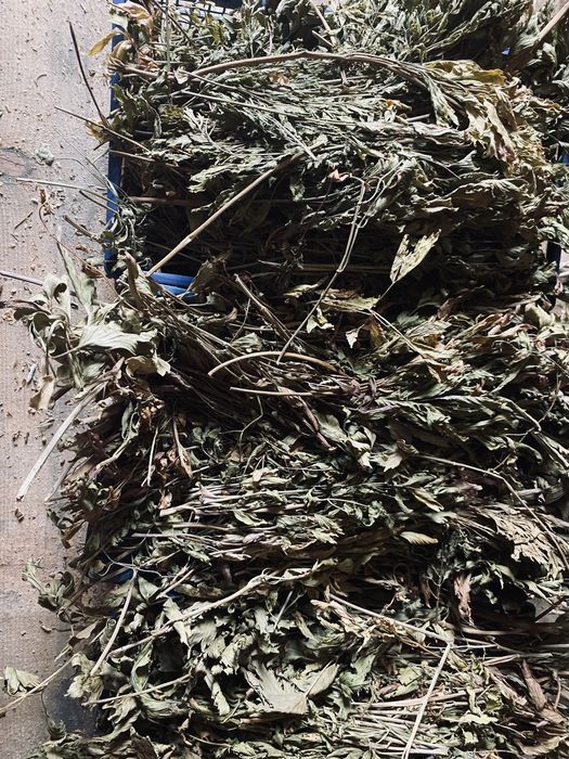 Leustean uscat foarte aromat