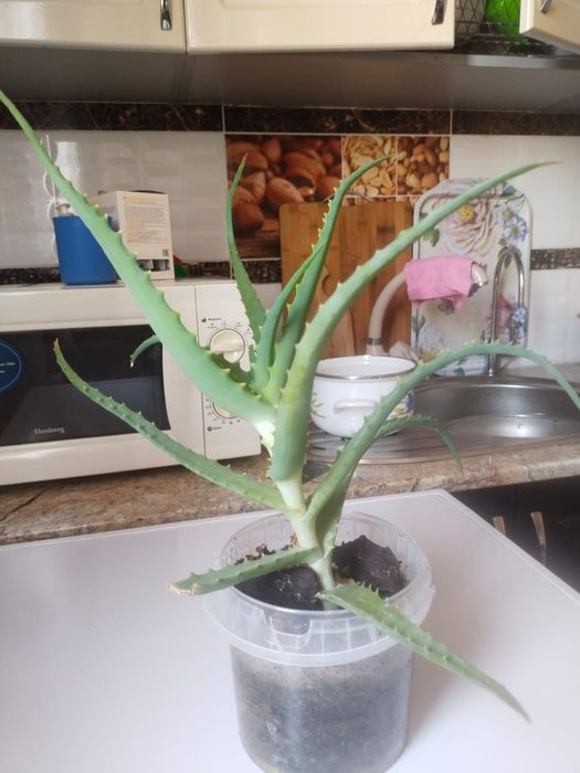 Продам комнатные цветы