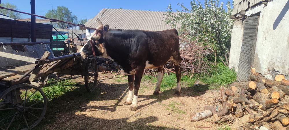 сатылады таналар